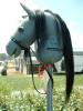 Warmblood